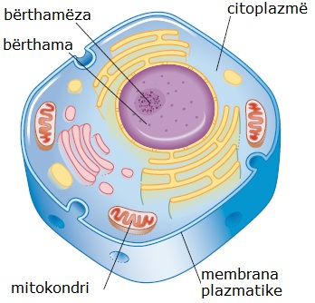 qeliza - Qeliza Eukariote Qelizc3ab-eukariote-bc3abrthama