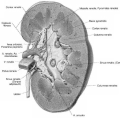 Ilustrim i një seksioni të veshkës (Sobotta)